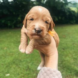 Yellow Girl - Red  female Goldendoodle puppy in Richmond, Kentucky from The Doting Doodle