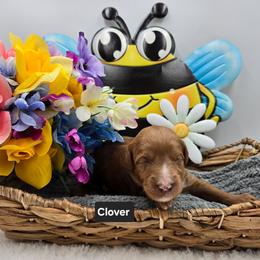 Clover - Red  female Goldendoodle puppy in Summerville, South Carolina from Channys Doodles