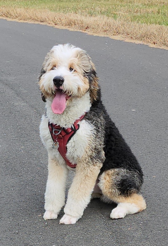 Archee - Bernedoodle