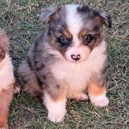 Sophee - Blue merle female Miniature Australian Shepherd puppy in Ambrose, Georgia from Brandilyn's Aussies