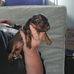 G4 - Sable female Dachshund puppy in Lansing, Michigan from Black Thunder 517 Dachshunds and frenchies