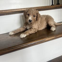 Bridget - Red  female Goldendoodle puppy in New Waverly, Texas from C.P. Puppy Buddies
