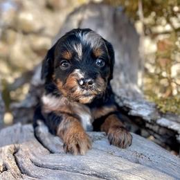 Scarpa - Blue merle female Assorted Doodle Crosses puppy in Randolph, Utah from Dry Canyon Pups