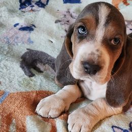 Basset Hounds from Hounds of Salemridge