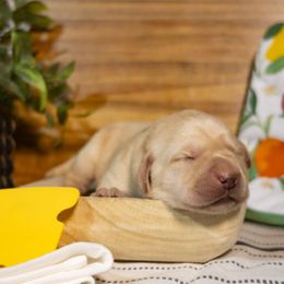 Cheddar - Yellow male Labrador Retriever puppy in Green Lake, Wisconsin from Breezy Retrievers