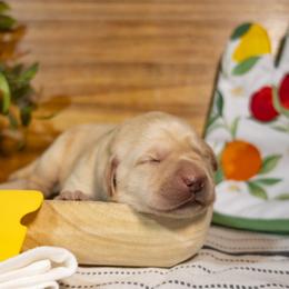 Cheddar - Yellow male Labrador Retriever puppy in Green Lake, Wisconsin from Breezy Retrievers