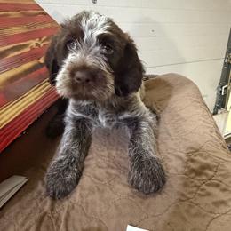 Hank-(Venom) - Brown and gray male Wirehaired Pointing Griffon puppy in Grangeville, Idaho from Happy Hollow Griffons