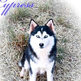 Cypress - Pomsky