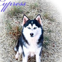 Cypress - Pomsky