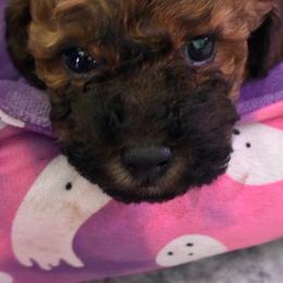 Dark sable female - Sable female Poodle puppy in Burien, Washington from South Sound Doodles