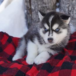 Soren - Black and white male Siberian Husky puppy in Wiscasset, Maine from Running with Huskies