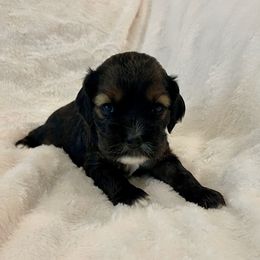 Cocker Spaniel Puppies from Jennifer Dees