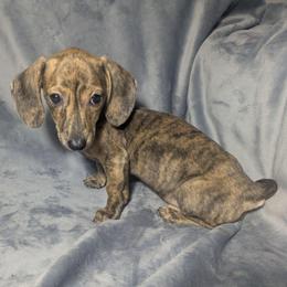 3 Cream brindle - Brindle female Dachshund puppy in Central Point, Oregon from MRS Long Dog Ranch