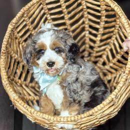 Blue boy - Merle male Bernedoodle puppy in Mesa, Arizona from Desert Sheepies and Doodles