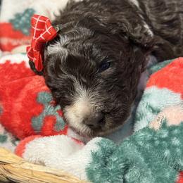 Baby Cakes - Parti female Goldendoodle puppy in Mc Kinney, Texas from Flair Doodles