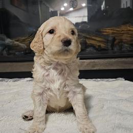 Daisy - Cream female Goldendoodle puppy in Meridian, Idaho from Lucy's Golden Doodles