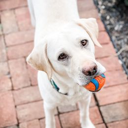Piper - Labrador Retriever