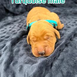 Turquoise boy - Golden male Golden Retriever puppy in Salt Lake City, Utah from Soaring golden retrievers