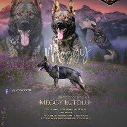 Meggy - German Shepherd