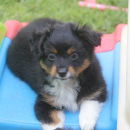 Bolt - Black tri male Toy Australian Shepherd puppy in Ionia, Iowa from Sapphire Stables