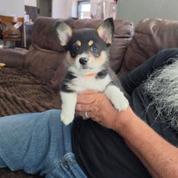 Rayne (Orange collar) - Black and tan female Pembroke Welsh Corgi puppy in Sun City, Arizona from Dash'n Corgis of AZ