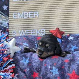 Ember (Glory) - Black and tan female Dachshund puppy in Indianapolis, Indiana from Englehaus Dachshunds