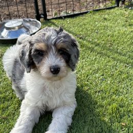 Jan pink - Merle female Bernedoodle puppy in Bend, Oregon from Bella Ridge Farms & Dapper Doodles