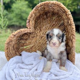 Viva Las Vegas - Blue merle male Bernedoodle puppy in Grove, Oklahoma from Guinn Family Farms