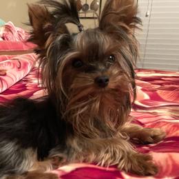 Mojito - Yorkshire Terrier