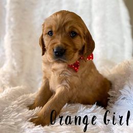 Golden Retriever Puppies from PDA Goldens