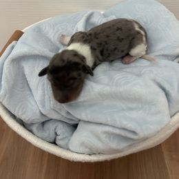 Dachshund Puppies from S&C Doxies