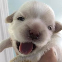 Shih Tzus from Fuzzy Wuz Shih Tzus