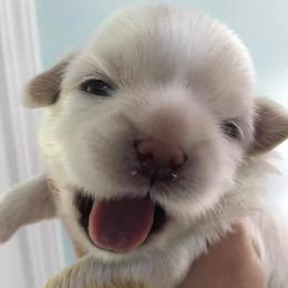 Shih Tzus from Fuzzy Wuz Shih Tzus