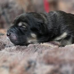 Tibetan Mastiff puppies from Alpine Tibetan Mastiffs