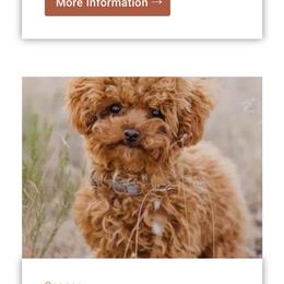 Bernedoodle, Cavapoo, Havanese, and Havapoo Puppies from Lady Paws Puppies - Cassie