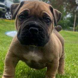 Grey - Brown male Boerboel puppy in Callicoon, New York from Southern Pride Boerboels