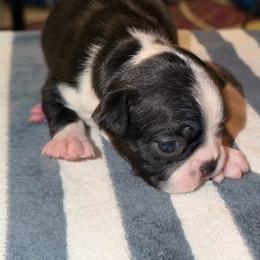 Males - Black and white male Boston Terrier puppy in Mc Donough, Georgia from Ballard Boston Terriers