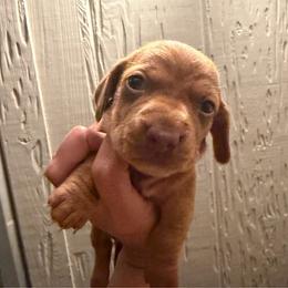Sandy - Red female Dachshund puppy in Nuevo, California from Weenie Hut Jrs