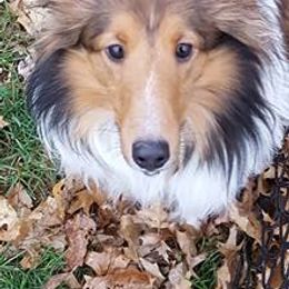 Shetland Sheepdogs from Woodridge Shelties