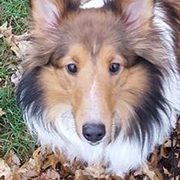 Shetland Sheepdogs from Woodridge Shelties