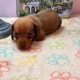 AKC Female 3000 - Red female Dachshund puppy in Summerville, South Carolina from Funk's Four-Legged Friends