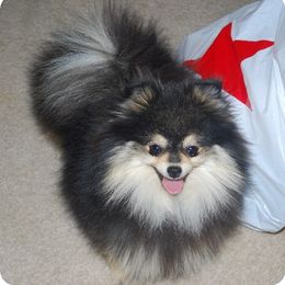 Pomeranian All Grown Up from ShowPomeranians