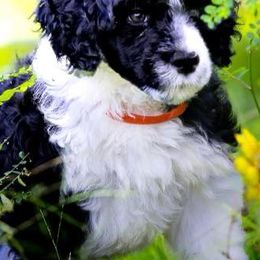 Portuguese Water Dogs from Aguas de Seda