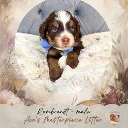 Rembrandt - Brown and white male Bernedoodle puppy in Norcross, Georgia from Teddy Puppies