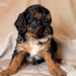 Fern - Black white and tan female Cockapoo puppy in Saint Louis, Missouri from Jax Doodles