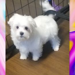 Maltese, Maltipoos, and Poodles from Mias Bayou Puppies, LLC