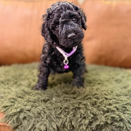 Scout - Black male Bernedoodle puppy in Fort Collins, Colorado from Front Range Family Doodles