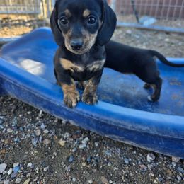 Iridessa - Black and tan female Dachshund puppy in Fallon, Nevada from TS Dachshunds and Corgis