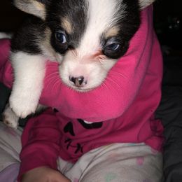 American Corgi and Pembroke Welsh Corgi Puppies from Chaotic Corgi’s