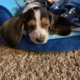 Basset Hound All Grown Up from Farm Town Hounds